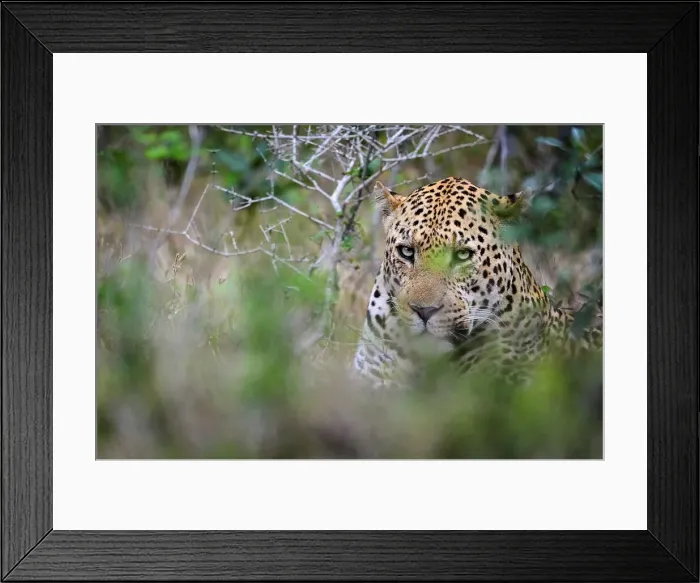Framed Print : Leopard (Panthera pardus) male Framed Print : Leopard (Panthera pardus) male