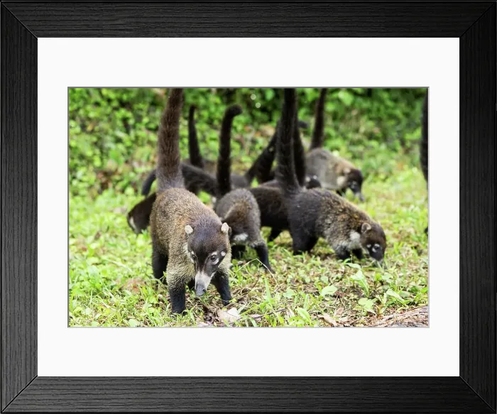 Framed Print : White-Nosed coati (Nasua narica) in a forest Framed Print : White-Nosed coati (Nasua narica) in a forest