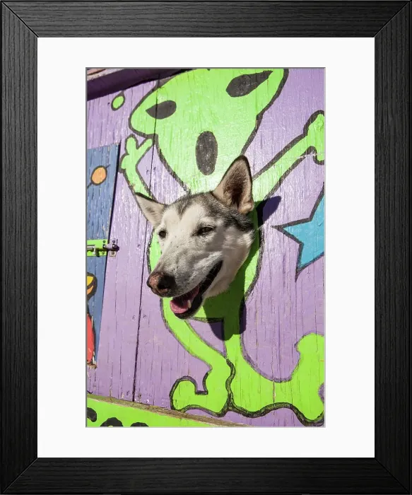 Framed Print : Siberian Husky sled dogs in travel vehicle