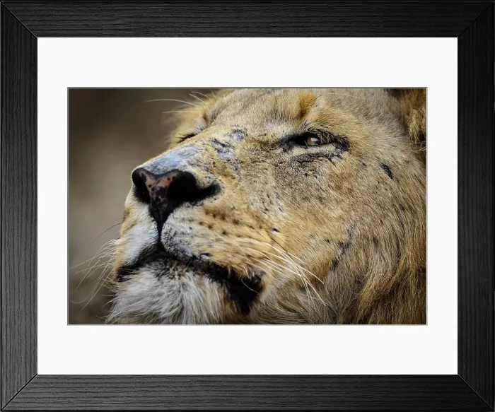 Framed Print : Lion (Panthera leo). MalaMala (Mala Mala) Game Reserve Framed Print : Lion (Panthera leo). MalaMala (Mala Mala) Game Reserve