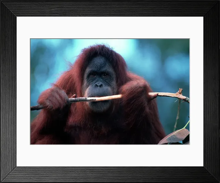 Framed Print : Orangutan looking at camera Framed Print : Orangutan looking at camera