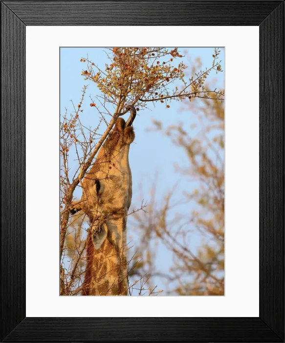 Framed Print : Giraffe (Giraffa camelopardalis) using its prehensile tongue Framed Print : Giraffe (Giraffa camelopardalis) using its prehensile tongue