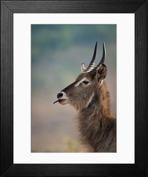 Framed Print : Waterbuck (Kobus ellipsiprymnus) herd Framed Print : Waterbuck (Kobus ellipsiprymnus) herd