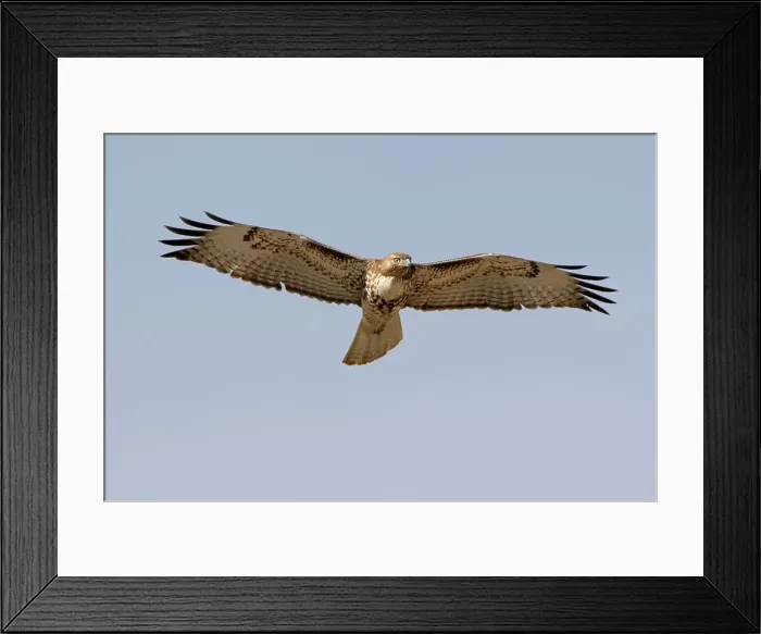 Framed Print : Swainson's Hawk in Flight Framed Print : Swainson's Hawk in Flight