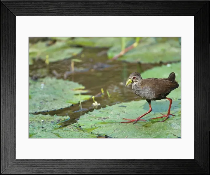 Framed Print : Black Crake (Amaurornis flavirostra) juvenile Framed Print : Black Crake (Amaurornis flavirostra) juvenile