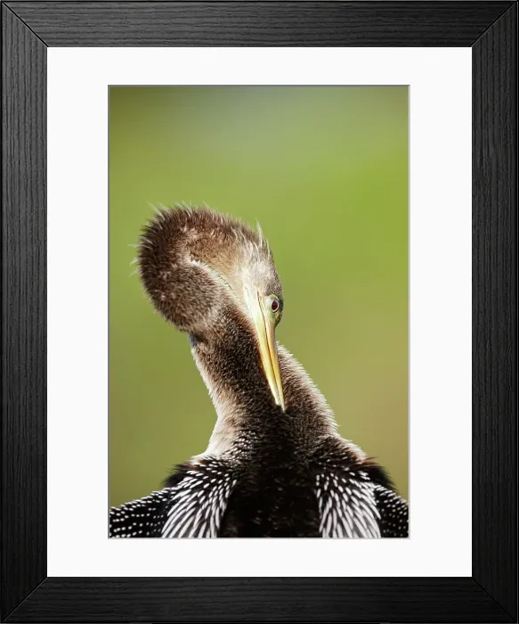 Framed Print : An anhinga (Anhinga anhinga) in Everglades National Park Framed Print : An anhinga (Anhinga anhinga) in Everglades National Park