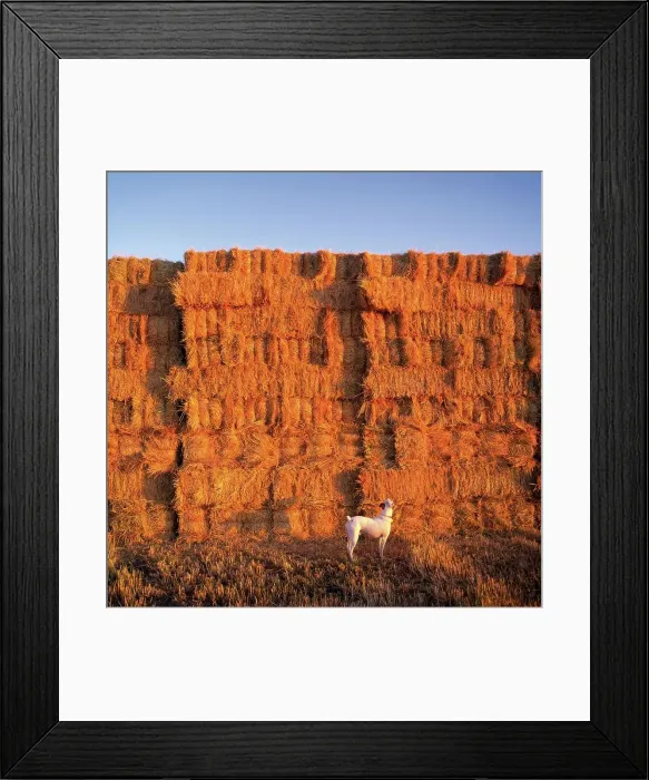 Framed Print : Parson Jack Russell Terrier Surveys a Hay Stack for Signs of Things to Chase Framed Print : Parson Jack Russell Terrier Surveys a Hay Stack for Signs of Things to Chase