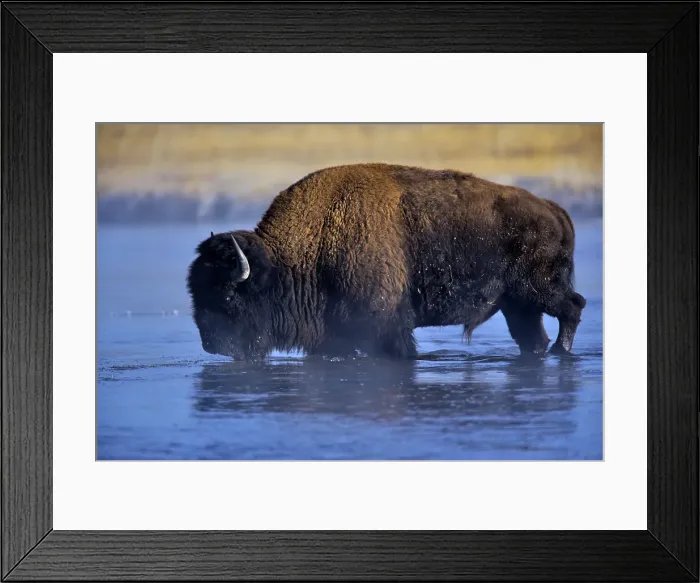 Framed Print : American bison (Bison bison) crossing a river Framed Print : American bison (Bison bison) crossing a river