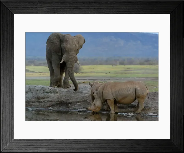 Framed Print : African bush elephant or African savanna elephant (Loxodonta africana) Framed Print : African bush elephant or African savanna elephant (Loxodonta africana)