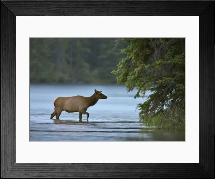 Framed Print : Elk (Cervus elaphus) in a lake Framed Print : Elk (Cervus elaphus) in a lake
