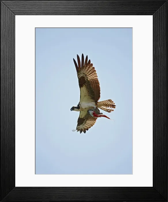 Framed Print : 4316, 4316-2134