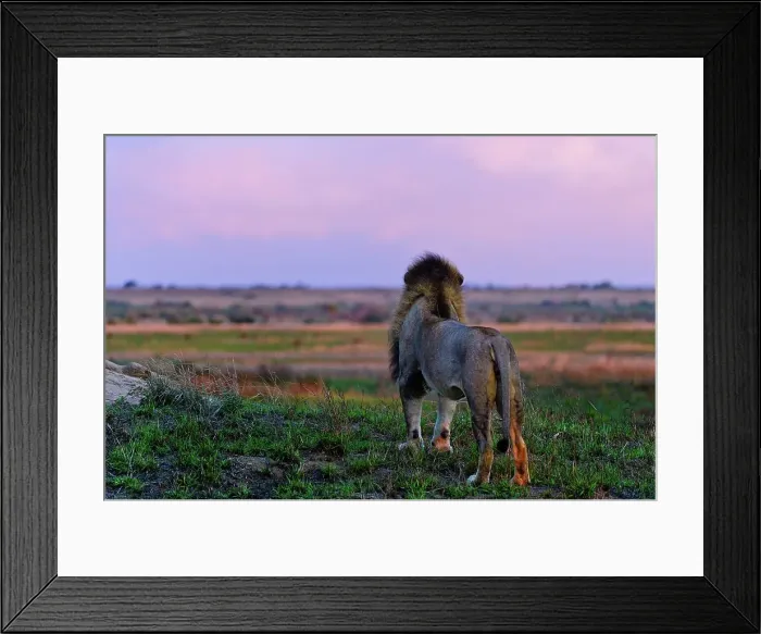 Framed Print : Lion (Panthera leo). Phinda / Munyawana / Zuka Game Reserve Framed Print : Lion (Panthera leo). Phinda / Munyawana / Zuka Game Reserve