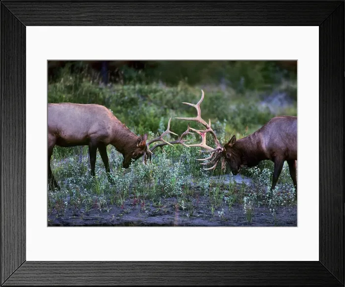 Framed Print : Canada, Alberta, Elk, Jasper National Park Framed Print : Canada, Alberta, Elk, Jasper National Park