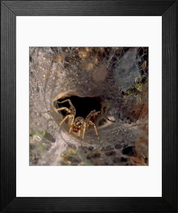 Framed Print : Morning Light Greets a Wolf Spider in Southern Arizona's Desert Framed Print : Morning Light Greets a Wolf Spider in Southern Arizona's Desert