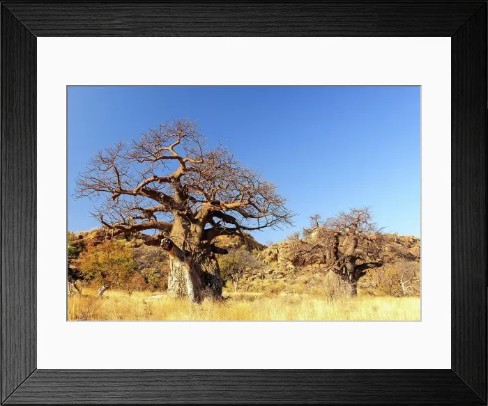 Framed Print : Mapungubwe National Park. Limpopo Province Framed Print : Mapungubwe National Park. Limpopo Province