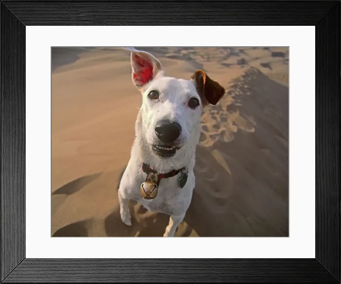 Framed Print : King of the Sand Mountain Framed Print : King of the Sand Mountain