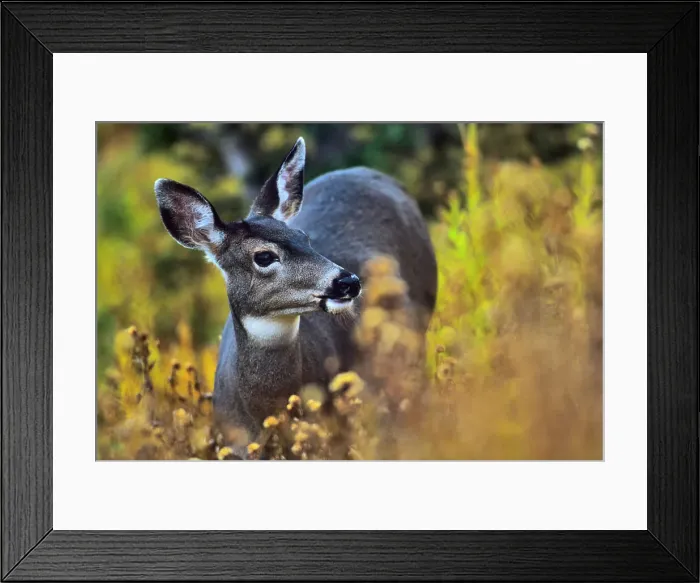 Framed Print : Close-up of a Mule deer (Odocoileus hemionus columbianus) Framed Print : Close-up of a Mule deer (Odocoileus hemionus columbianus)