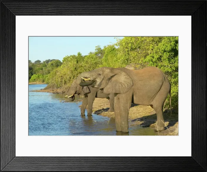 Framed Print : Elephant (Loxodonta africana) drinking Framed Print : Elephant (Loxodonta africana) drinking