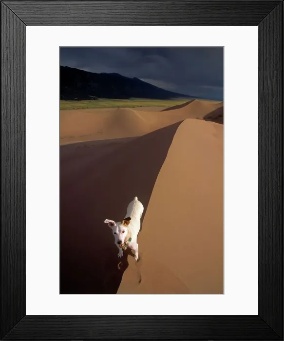 Framed Print : A Parson Jack Russell Terrier Stands at the Crest of Light and Shadow in Colorado's Great Sand Dunes Framed Print : A Parson Jack Russell Terrier Stands at the Crest of Light and Shadow in Colorado's Great Sand Dunes