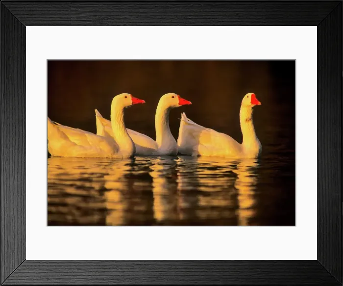 Framed Print : Canada, Vancouver Island, Norwegian White Geese