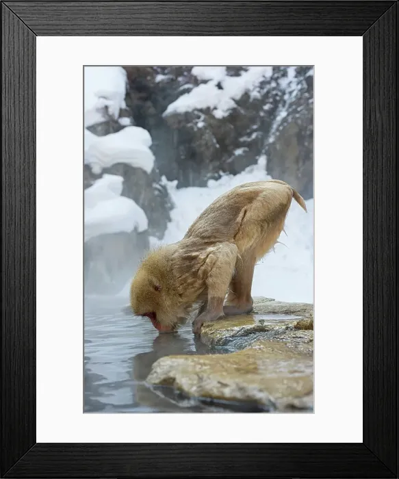 Framed Print : Japan, Nagano Province, Japanese macaque or snow monkey (Macaca fuscata) drinking from hot spring Framed Print : Japan, Nagano Province, Japanese macaque or snow monkey (Macaca fuscata) drinking from hot spring