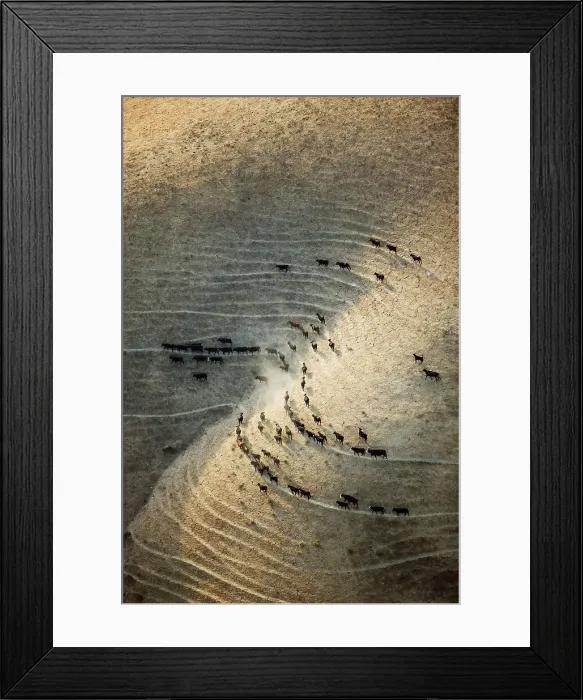 Framed Print : Beef Cattle Traverse a Hillside Framed Print : Beef Cattle Traverse a Hillside