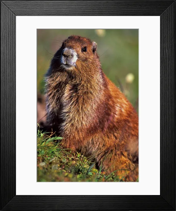Framed Print : Olympic marmot (Marmota Olympus) in grass, Olympic National Park, Washington State, USA Framed Print : Olympic marmot (Marmota Olympus) in grass, Olympic National Park, Washington State, USA