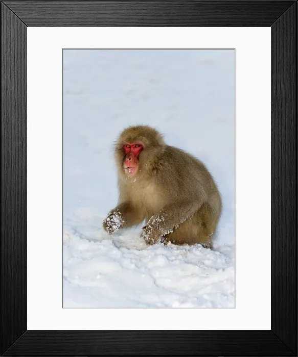 Framed Print : Japanese macaque or snow monkey (Macaca fuscata) Nagano Province