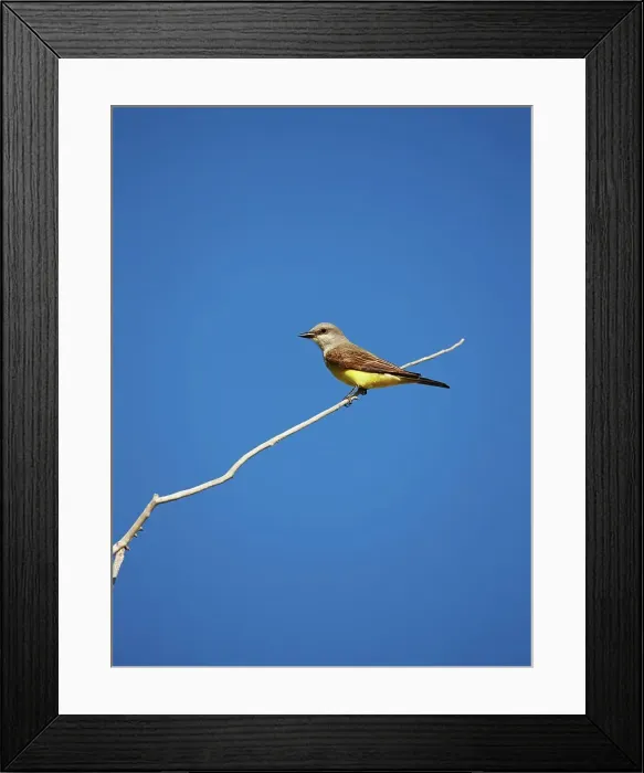 Framed Print : 4316, 4316-4104 Framed Print : 4316, 4316-4104