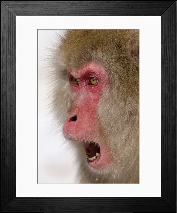 Framed Print : Japan, Nagano Province, Japanese macaque or snow monkey (Macaca fuscata) showing facial threat display Framed Print : Japan, Nagano Province, Japanese macaque or snow monkey (Macaca fuscata) showing facial threat display