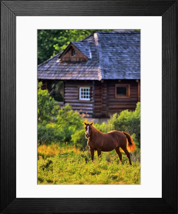 Framed Print : Horse standing in a field, Alberta, Canada