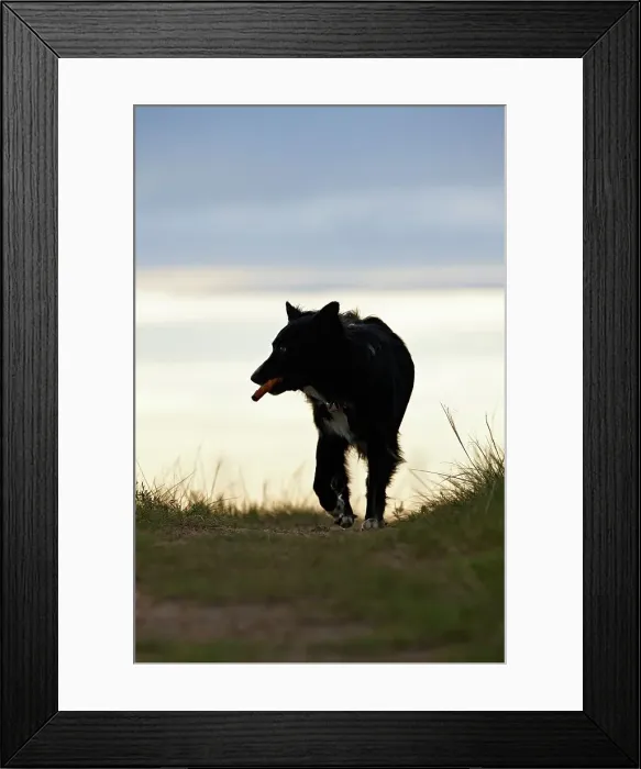 Framed Print : Dog Running With Chew Stick, Silhouette Framed Print : Dog Running With Chew Stick, Silhouette