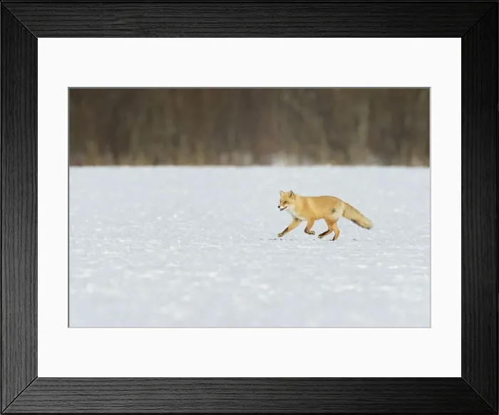 Framed Print : Red fox (Vulpes vulpes) running across snow field Framed Print : Red fox (Vulpes vulpes) running across snow field