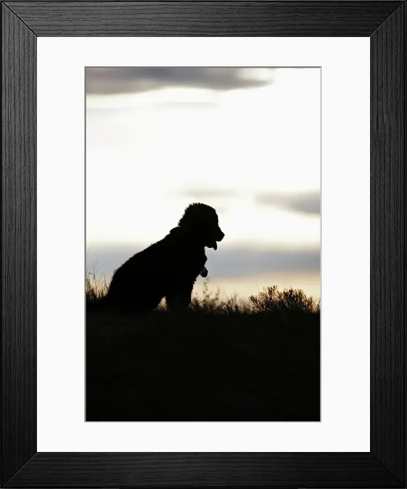 Framed Print : Silhouette of Puppy Framed Print : Silhouette of Puppy