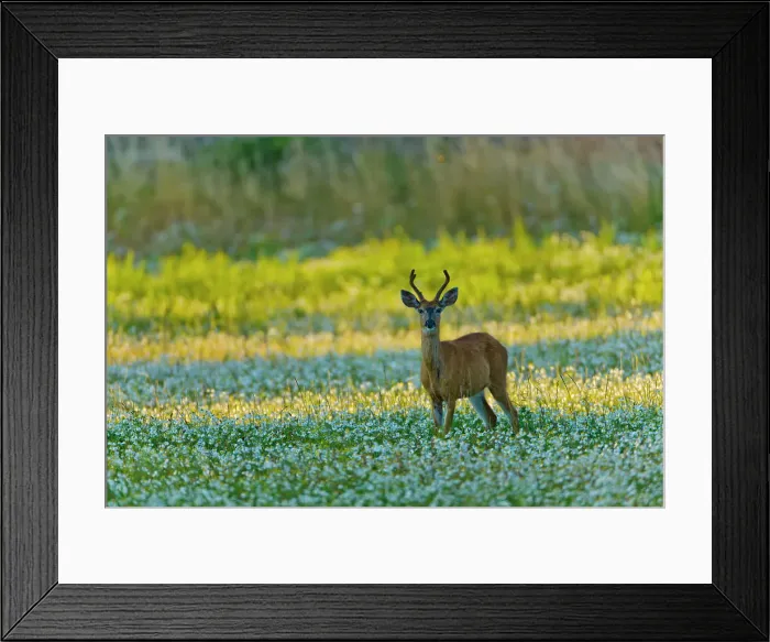 Framed Print : Canada, British Columbia, Vancouver Island Framed Print : Canada, British Columbia, Vancouver Island