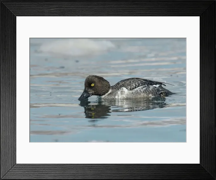 Framed Print : Common Goldeneye (Bucephala clangula) female Framed Print : Common Goldeneye (Bucephala clangula) female