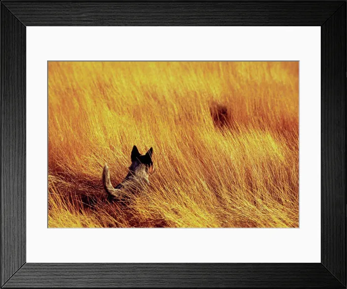 Framed Print : Australian Blue Heeler in Field of Grass