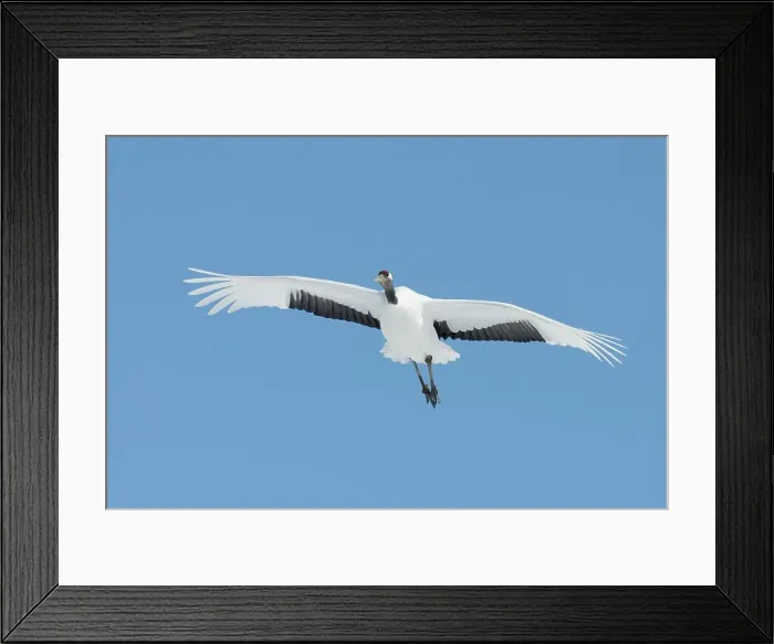 Framed Print : Japan, Hokkaido, Japanese Red-crowned Crane (Grus japonensis) flying to feeding grounds
