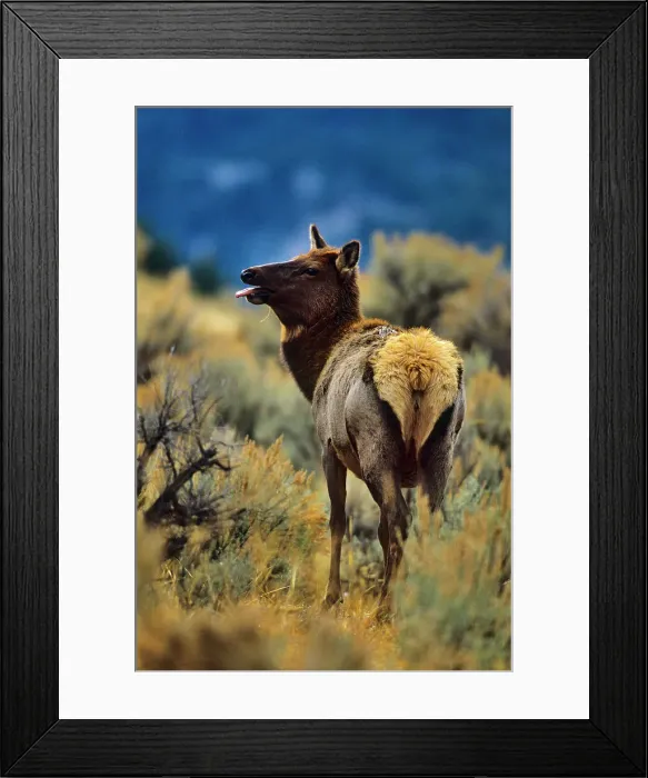 Framed Print : Elk (Cervus elaphus) standing in a field