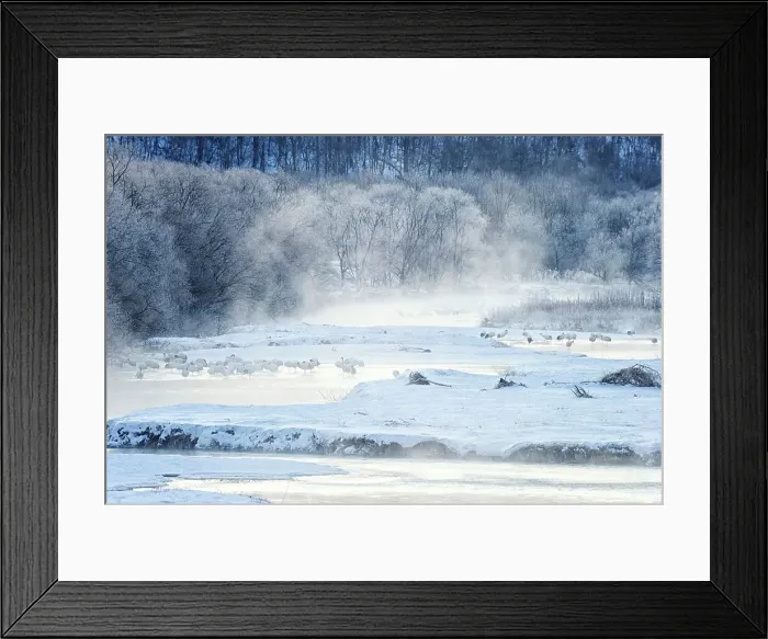 Framed Print : Japan, Hokkaido, Japanese Red-crowned Cranes (Grus japonensis) roosting in river Framed Print : Japan, Hokkaido, Japanese Red-crowned Cranes (Grus japonensis) roosting in river