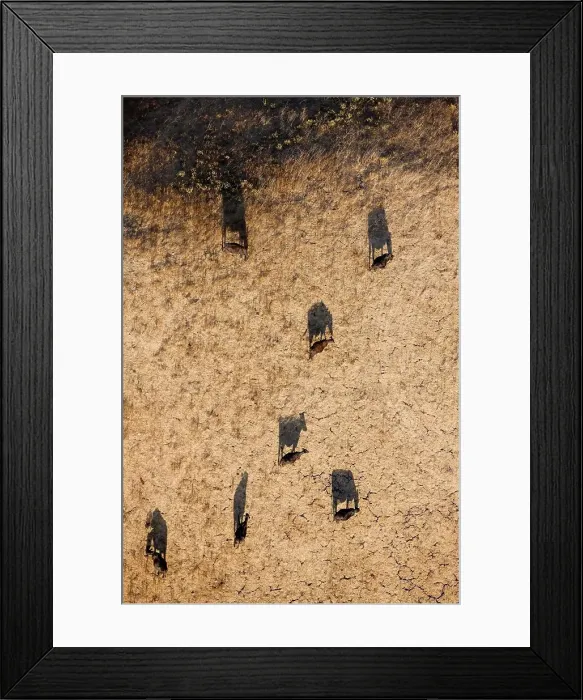 Framed Print : Shadows of Beef Cattle Grazing on a Hillside Framed Print : Shadows of Beef Cattle Grazing on a Hillside