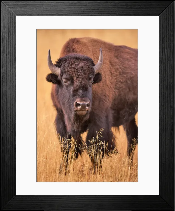 Framed Print : Bison standing in a field, Yellowstone National Park Framed Print : Bison standing in a field, Yellowstone National Park