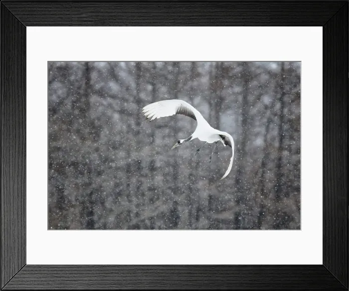 Framed Print : Japan, Hokkaido, Japanese Red-crowned Crane (Grus japonensis) flying to feeding grounds