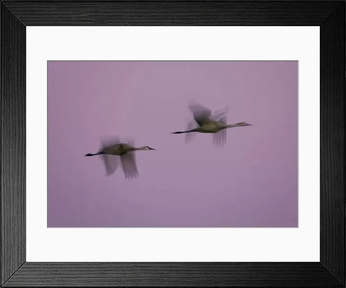 Framed Print : Sandhill Cranes at Dusk Framed Print : Sandhill Cranes at Dusk