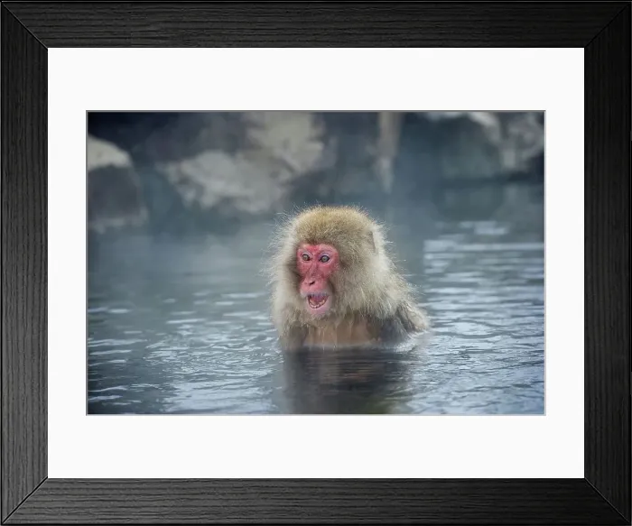 Framed Print : Japanese macaque or snow monkey (Macaca fuscata) in hot spring Framed Print : Japanese macaque or snow monkey (Macaca fuscata) in hot spring