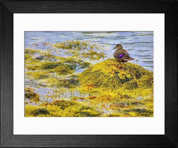 Framed Print : Boutilier's Cove Canada East Coast Nova Scotia