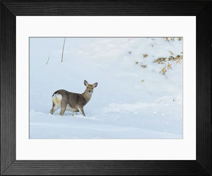 Framed Print : Japan, Hokkaido, Sika deer, (Cervus nippon) female Framed Print : Japan, Hokkaido, Sika deer, (Cervus nippon) female