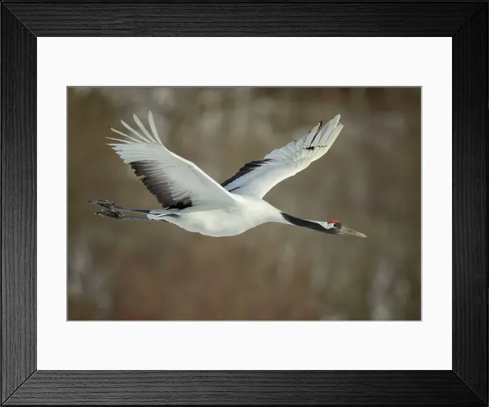 Framed Print : Japan, Hokkaido, Japanese Red-crowned Crane (Grus japonensis) flying to feeding grounds Framed Print : Japan, Hokkaido, Japanese Red-crowned Crane (Grus japonensis) flying to feeding grounds