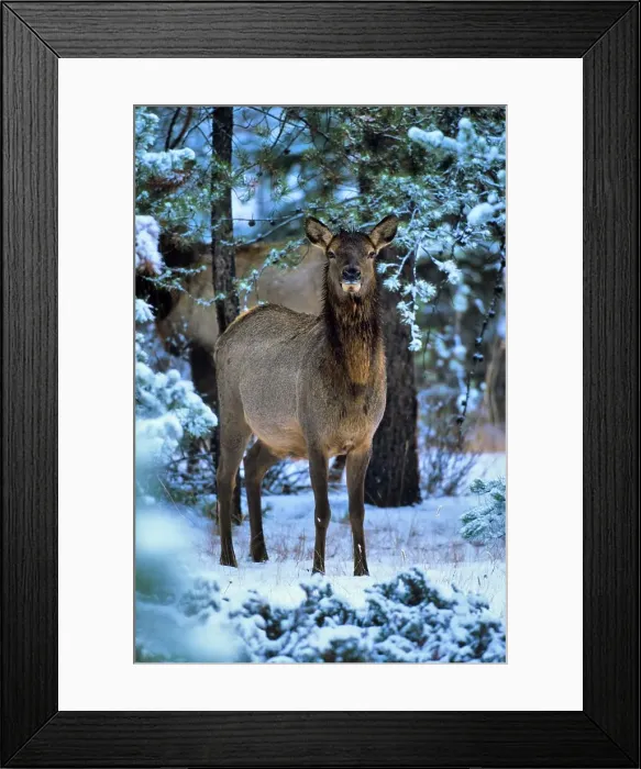 Framed Print : Canada, Alberta, Elk, Jasper National Park