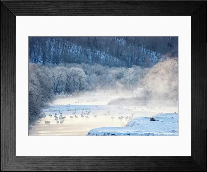 Framed Print : Japan, Hokkaido, Japanese Red-crowned Cranes (Grus japonensis) roosting in river Framed Print : Japan, Hokkaido, Japanese Red-crowned Cranes (Grus japonensis) roosting in river